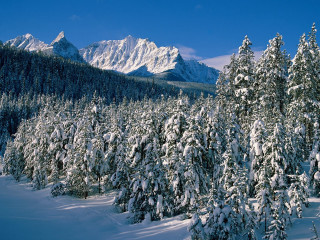 Snowy mountain forest trees blue - carl hoppe free wallpaper