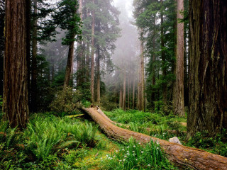 Fallen tree forest fog log 2 - free forest wallpaper