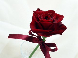 Red rose clear vase red - a single red rose free wallpaper