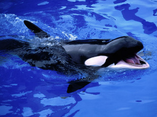 Orca black white swimming open 2 - free animals wallpaper