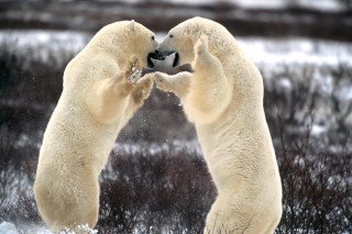 Polar bears playing in the - two polar bear free wallpaper