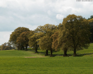 Field trees fence sky clouds 2 - tonalism free wallpaper