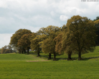 Field trees fence sky clouds - tonalism free wallpaper