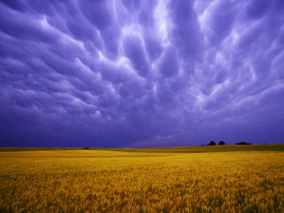 Wheat field cloudy sky blue 3 - a field of wheat under a cloudy sky free wallpaper