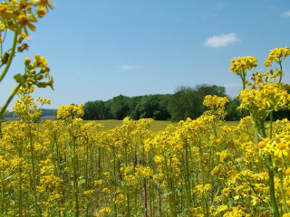 Yellow flowers trees blue sky 9 - yellow flower free wallpaper