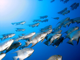 Large group fish swimming ocean 10 - the water free wallpaper