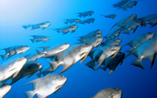 Large group fish swimming ocean 12 - a large group of fish swimming in the ocean together free wallpaper