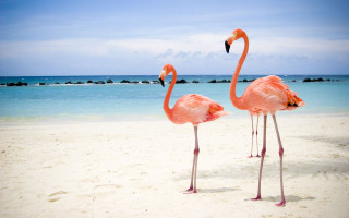 Flamingos beach ocean rocks water - white sand free wallpaper
