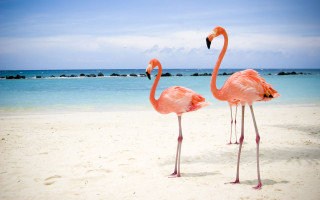 Flamingos beach ocean rocks water 3 - white sand free wallpaper