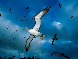 Flock birds flying cloudy sky 6 - a flock of birds free wallpaper