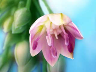 Pink flower green leaves blue 5 - a pink flower free wallpaper
