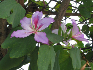 Purple flower green leaves tree - a purple flower free wallpaper