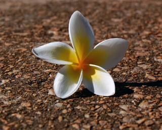 White flower dirt field grass 2 - a single white flower free wallpaper
