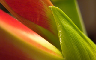 Close up flower red yellow - focus free wallpaper