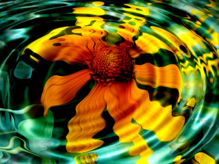 Flower floating water abstract illusionism - caustic free wallpaper