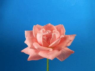 Pink rose vase blue background 4 - a green stem in the foreground free wallpaper