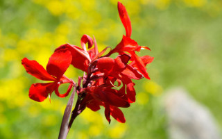 Red flower blurry background yellow 6 - de hirsh margule free wallpaper