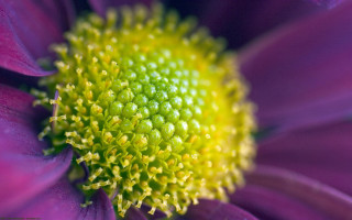 Purple flower yellow center green 4 - a yellow center free wallpaper