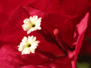 Red flower white petals green 5 - a green stem in the background free wallpaper