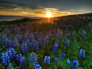 Blue flowers sunset dark cloud - a dark cloud in the sky above free wallpaper