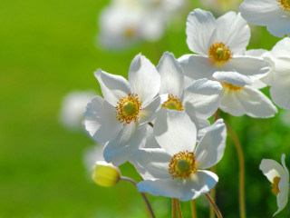 White flowers grass field green - a green field free wallpaper