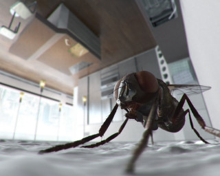 Fly closeup room light blurry - beeple free wallpaper