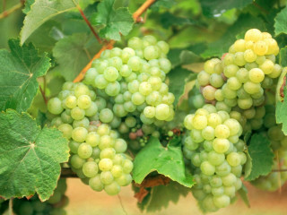 Grapes hanging vine vineyard green - a bunch of grapes free wallpaper