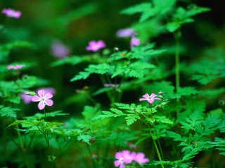 Pink flowers green grass weeds - domirinic fegallia free wallpaper