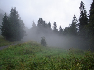Foggy forest road trees bushes 2 - alen divi free wallpaper