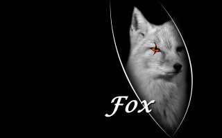 White fox orange eyes black 4 - a white fox free wallpaper