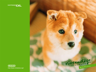Small dog rug green background - a rug in a room free wallpaper