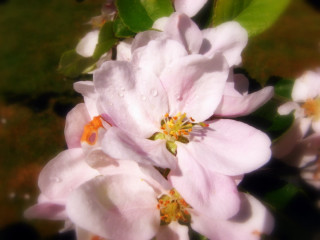 Close up flower water droplets 4 - soft focus free wallpaper