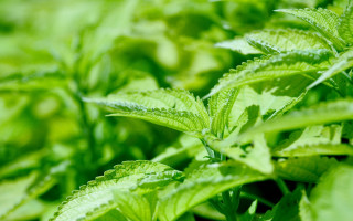 Green plant closeup leaves blurry - a green plant free wallpaper