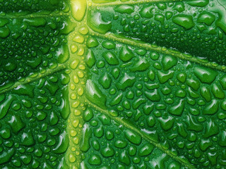 Green leaf water drops close - david free wallpaper