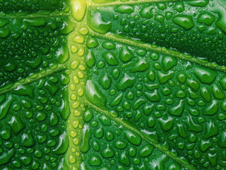 Green leaf water drops yellow 2 - david free wallpaper