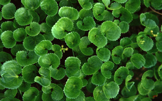 Close up green plant leaves 5 - a green plant free wallpaper