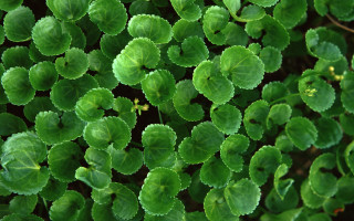 Green plant closeup yellow flower - a green plant free wallpaper