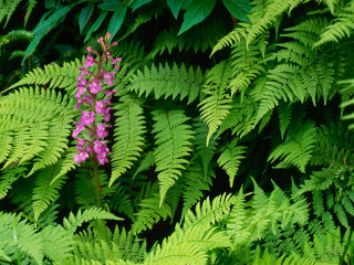 Purple flower green leaves ferns 2 - the forest free wallpaper