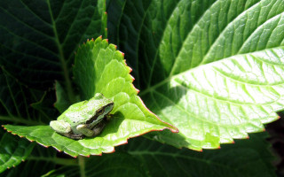 Frog sitting leaf sun sunny 3 - free nature wallpaper