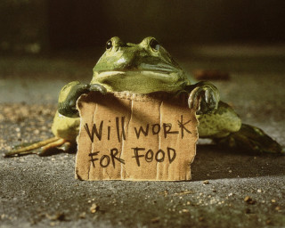 Frog sitting ground sign will - photo real free wallpaper