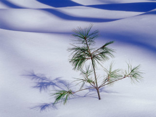 Small pine tree snow shadow 2 - a shadow of a tree free wallpaper