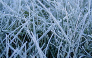 Frosty grass macro bamboo dew - a close up of a grass free wallpaper