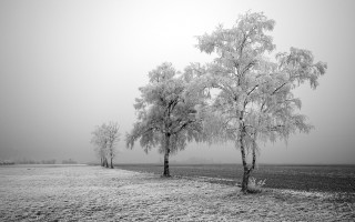 Foggy trees field black white 2 - tonalism free wallpaper
