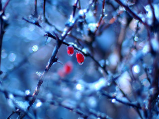 Red berries tree branch water - red berry free wallpaper