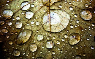 Close up leaf water droplets 9 - anthony s waters free wallpaper