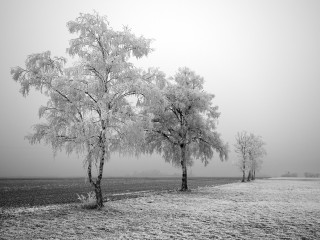 Black white field trees fog 5 - the fog free wallpaper