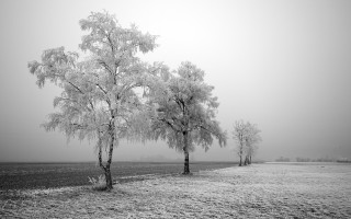 Black white field trees fog 6 - the fog free wallpaper