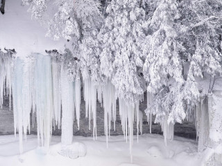 Icy trees snow river winter 2 - a group of trees free wallpaper