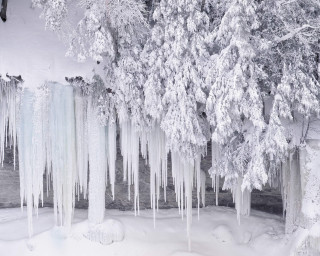 Icy trees snow river forest 2 - a group of trees free wallpaper