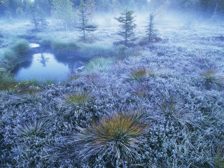 Foggy field stream trees pond - a foggy sky above free wallpaper